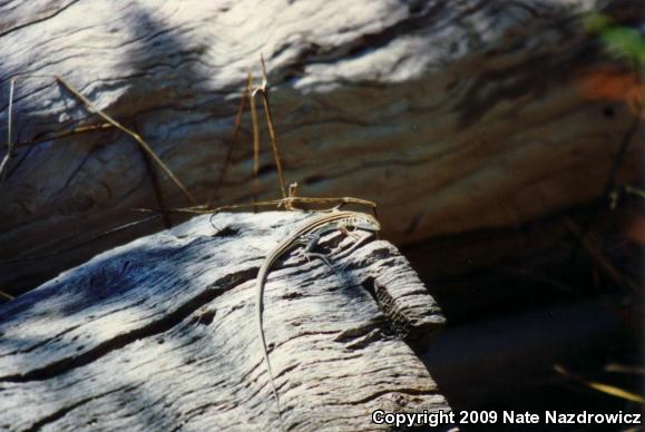 Six-lined Racerunner (Aspidoscelis sexlineata sexlineata)