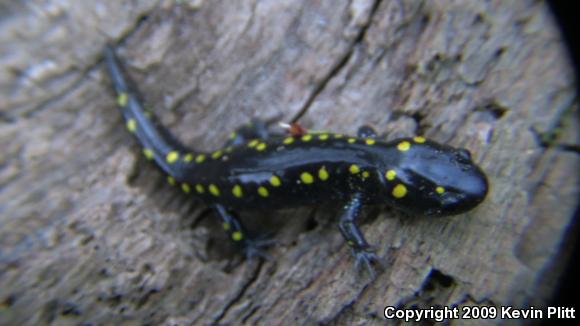 Spotted Salamander (Ambystoma maculatum)