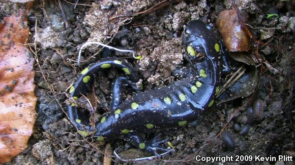 Spotted Salamander (Ambystoma maculatum)