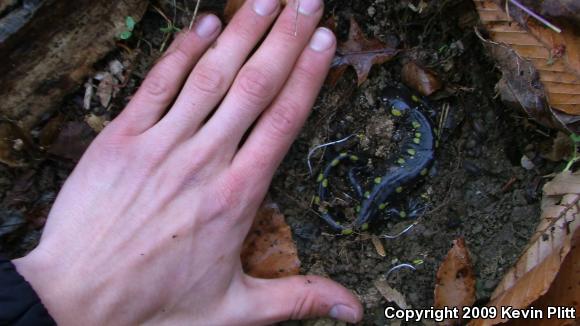 Spotted Salamander (Ambystoma maculatum)