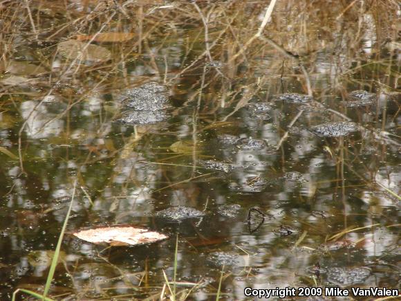 Wood Frog (Lithobates sylvaticus)