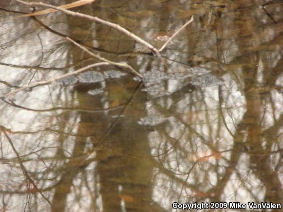 Wood Frog (Lithobates sylvaticus)