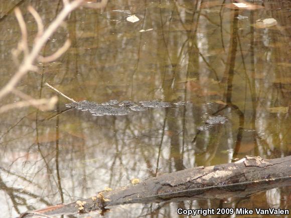 Wood Frog (Lithobates sylvaticus)