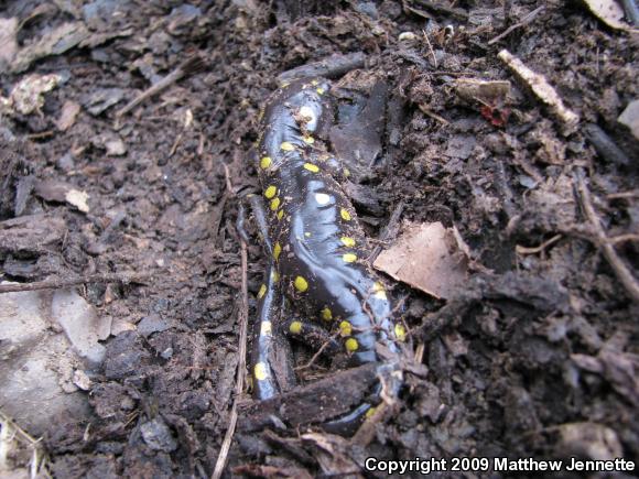 Spotted Salamander (Ambystoma maculatum)