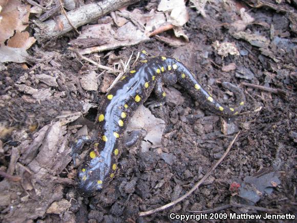 Spotted Salamander (Ambystoma maculatum)