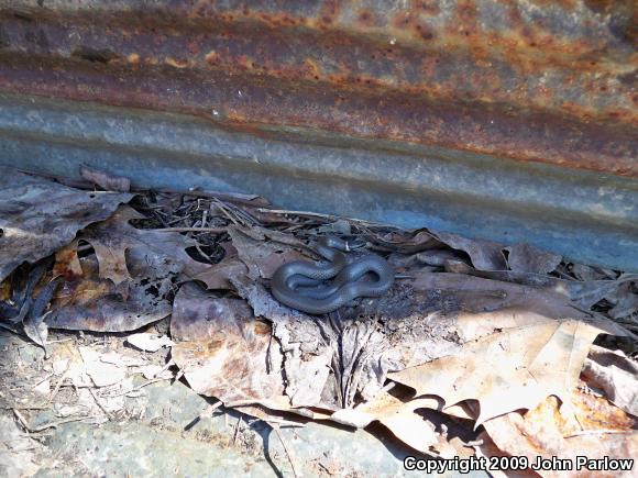 Prairie Ring-necked Snake (Diadophis punctatus arnyi)