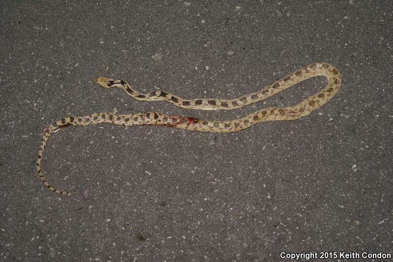 Great Basin Gopher Snake (Pituophis catenifer deserticola)