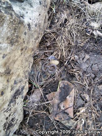 Rough Earthsnake (Virginia striatula)