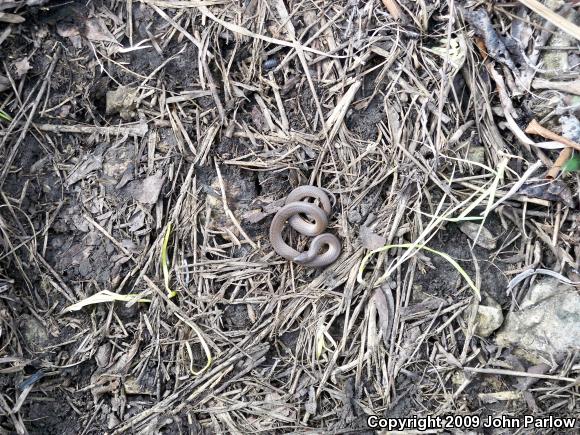 Rough Earthsnake (Virginia striatula)