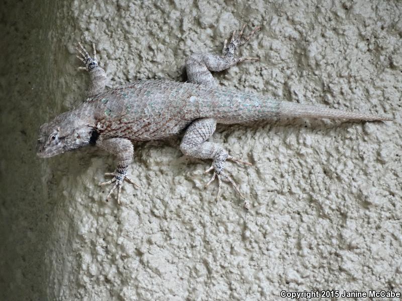 Clark's Spiny Lizard (Sceloporus clarkii)