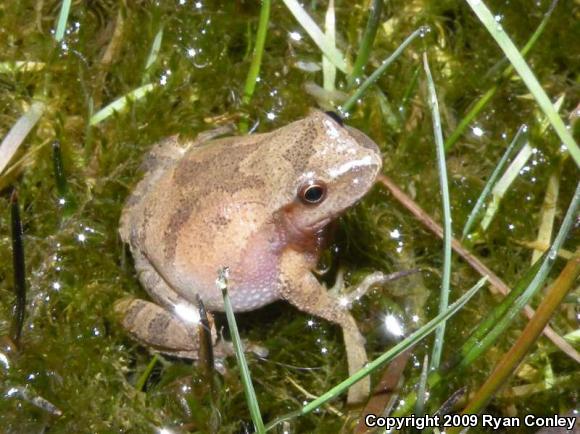 Northern Spring Peeper (Pseudacris crucifer crucifer)