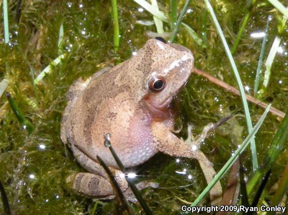 Northern Spring Peeper (Pseudacris crucifer crucifer)