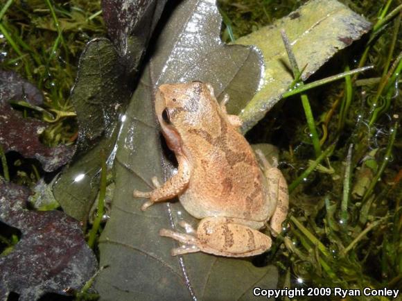 Northern Spring Peeper (Pseudacris crucifer crucifer)