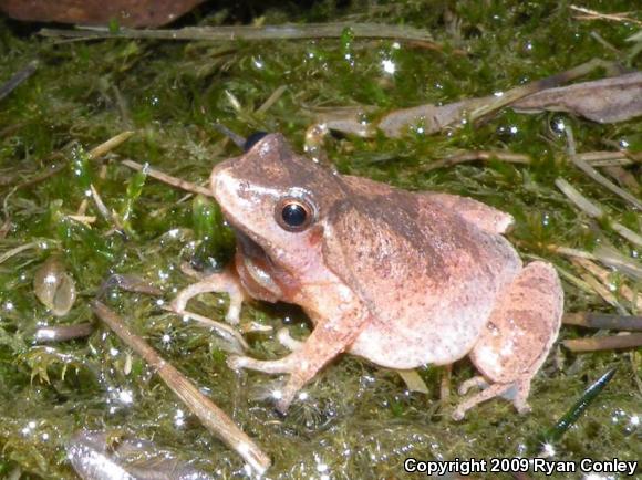 Northern Spring Peeper (Pseudacris crucifer crucifer)