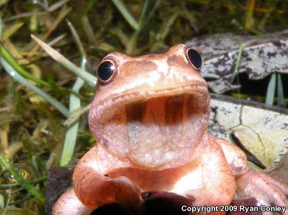 Northern Spring Peeper (Pseudacris crucifer crucifer)