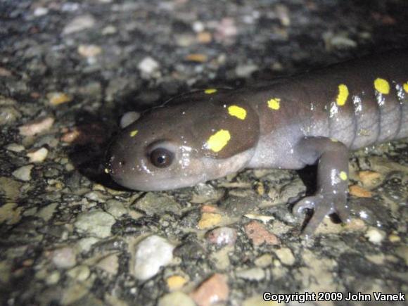 Spotted Salamander (Ambystoma maculatum)