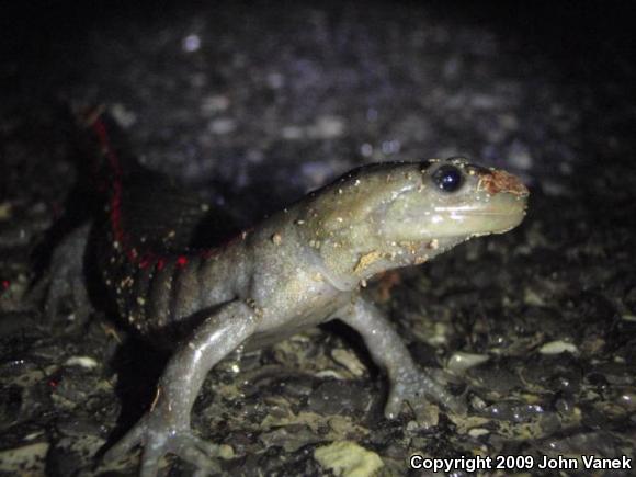 Jefferson Salamander (Ambystoma jeffersonianum)