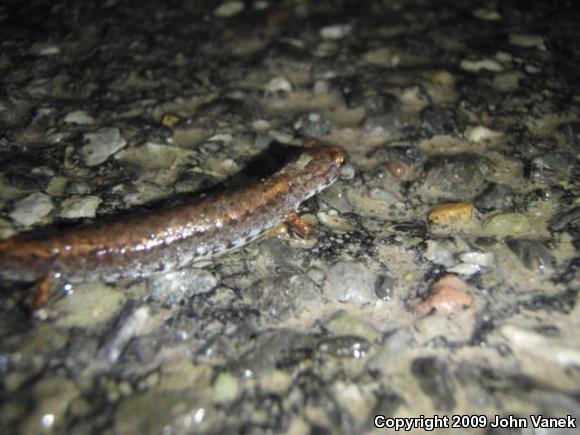 Four-toed Salamander (Hemidactylium scutatum)