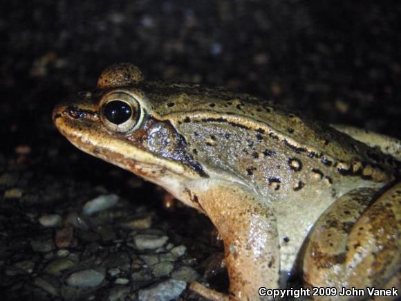 Wood Frog (Lithobates sylvaticus)