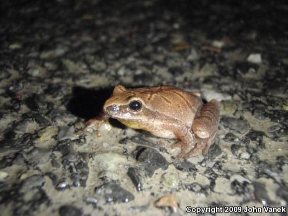 Northern Spring Peeper (Pseudacris crucifer crucifer)