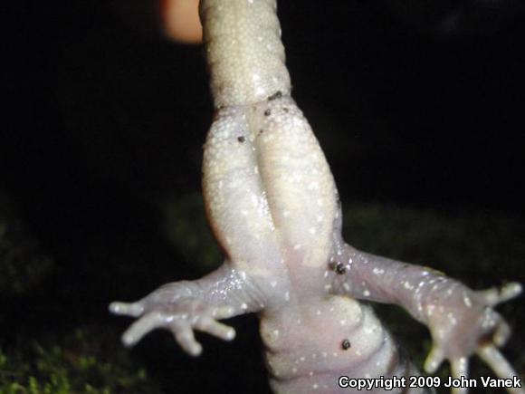 Spotted Salamander (Ambystoma maculatum)