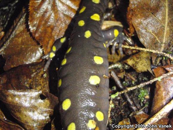 Spotted Salamander (Ambystoma maculatum)