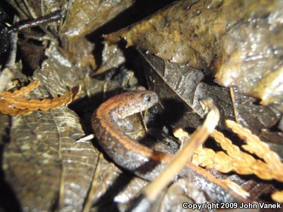 Eastern Red-backed Salamander (Plethodon cinereus)