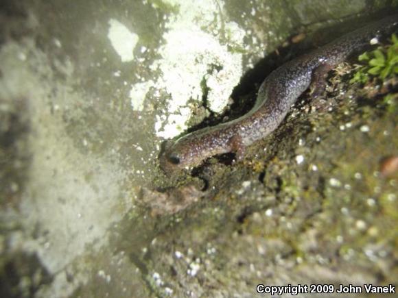 Eastern Red-backed Salamander (Plethodon cinereus)