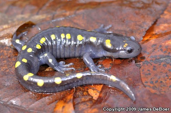 Spotted Salamander (Ambystoma maculatum)