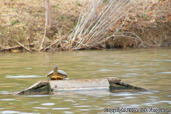 Red-eared Slider (Trachemys scripta elegans)