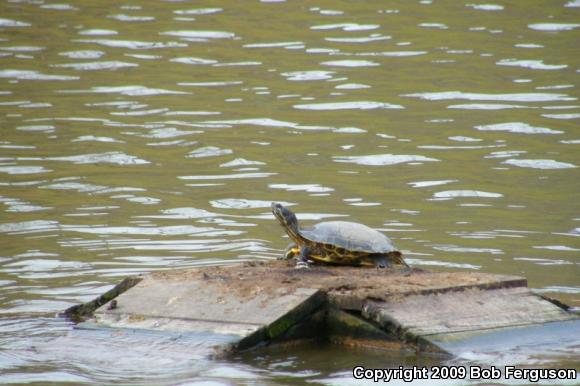 Red-eared Slider (Trachemys scripta elegans)