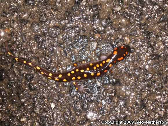 Spotted Salamander (Ambystoma maculatum)