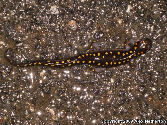 Spotted Salamander (Ambystoma maculatum)