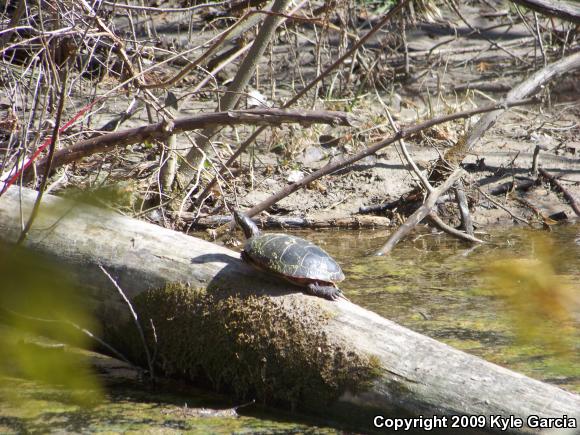 Midland Painted Turtle (Chrysemys picta marginata)