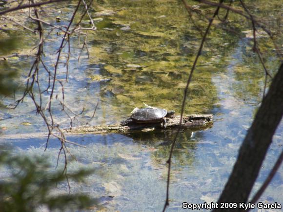 Midland Painted Turtle (Chrysemys picta marginata)