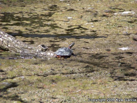 Midland Painted Turtle (Chrysemys picta marginata)