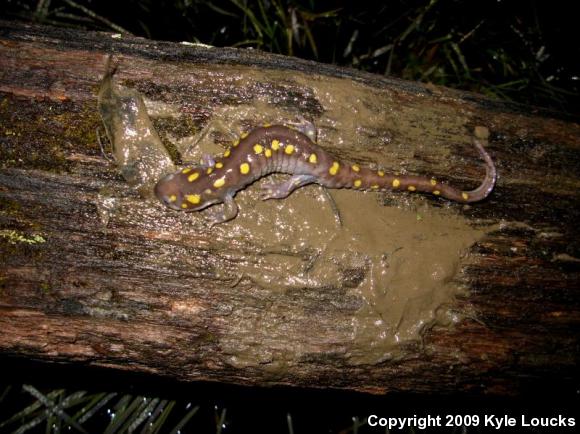 Spotted Salamander (Ambystoma maculatum)