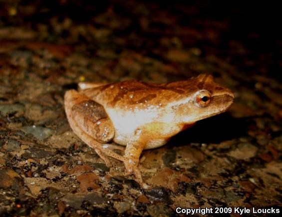 Spring Peeper (Pseudacris crucifer)