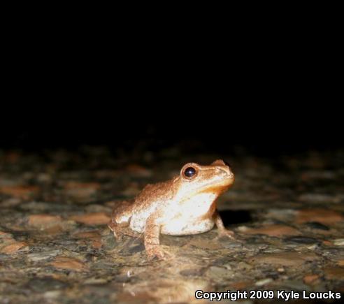 Spring Peeper (Pseudacris crucifer)