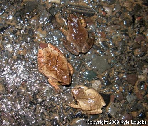 Spring Peeper (Pseudacris crucifer)