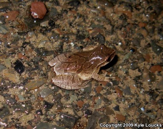 Spring Peeper (Pseudacris crucifer)