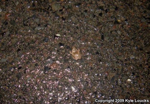 Spring Peeper (Pseudacris crucifer)