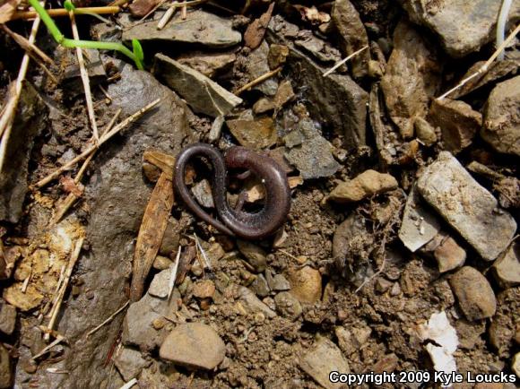 Eastern Red-backed Salamander (Plethodon cinereus)