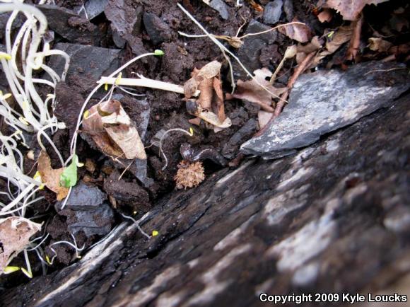 Eastern Red-backed Salamander (Plethodon cinereus)