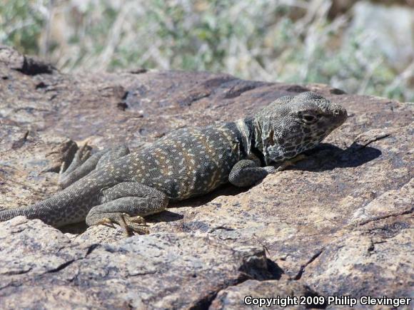 Great Basin Collared Lizard (Crotaphytus bicinctores)