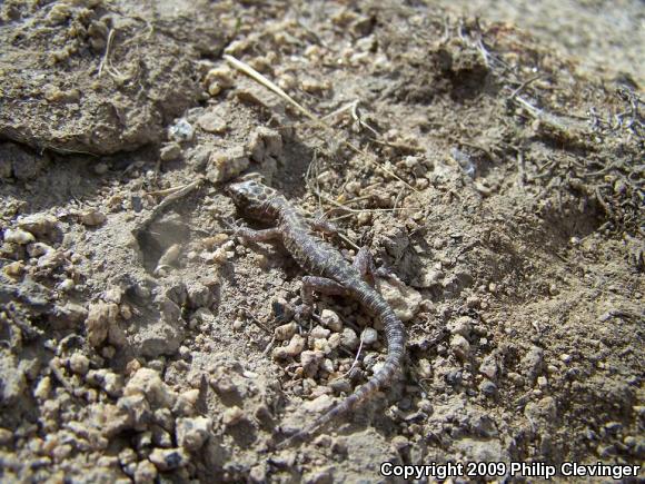 Granite Night Lizard (Xantusia henshawi)