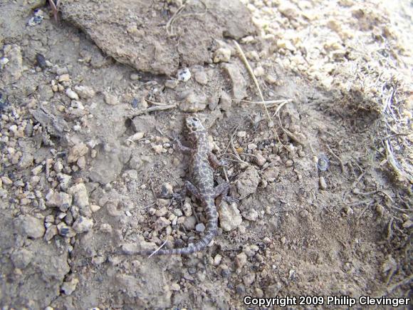 Granite Night Lizard (Xantusia henshawi)