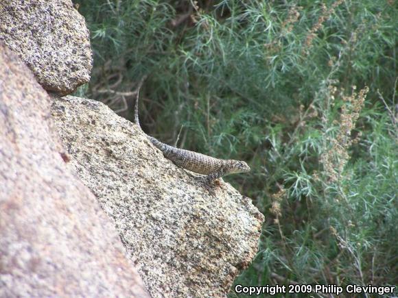 Granite Spiny Lizard (Sceloporus orcutti)