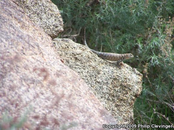 Granite Spiny Lizard (Sceloporus orcutti)