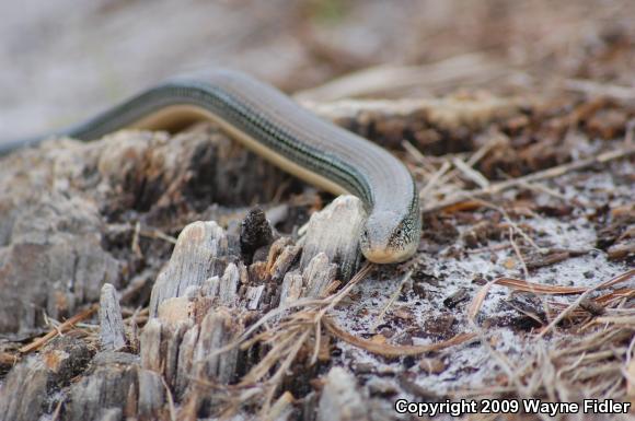 Eastern Glass Lizard (Ophisaurus ventralis)